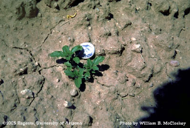Photo of a Tumble pigweed