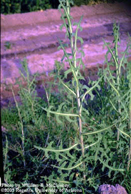 Photo of a Prickly lettuce