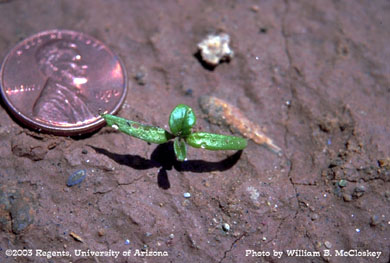 Photo of a silverleaf nightshade from seed