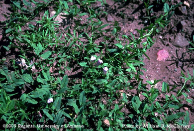Photo of a Field bindweed