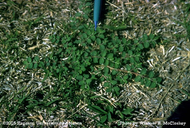 Photo of Prostrate spurge