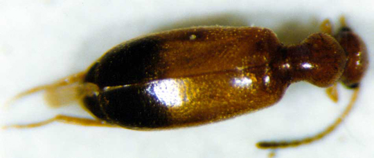 Photo of Photo of Coleoptera: Anthicidae 