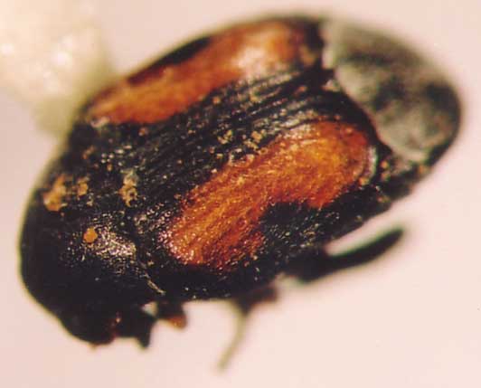 Photo of Coleoptera: Bruchidae 