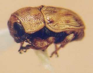Photo of Coleoptera: Chrysomelidae:Cryptocephalinae 