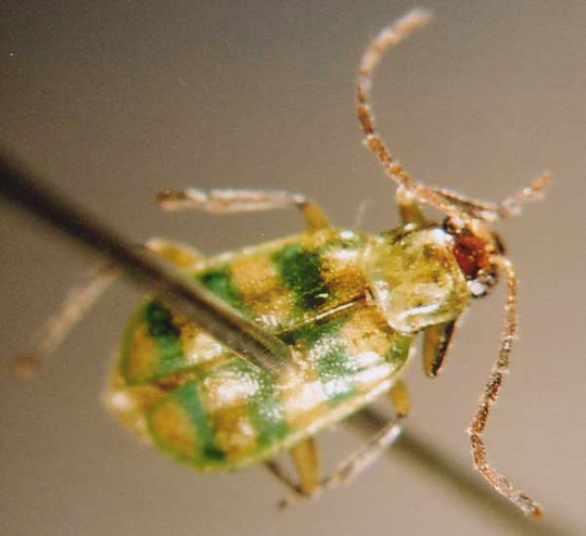 Photo of Coleoptera: Chrysomelidae 