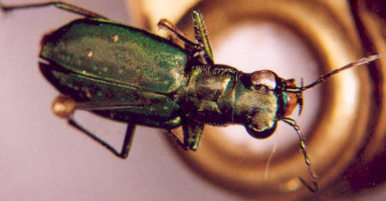 Photo of Coleoptera: Cicindellidae? 