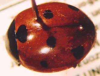Photo of Coleoptera: Coccinellidae Coccinella 