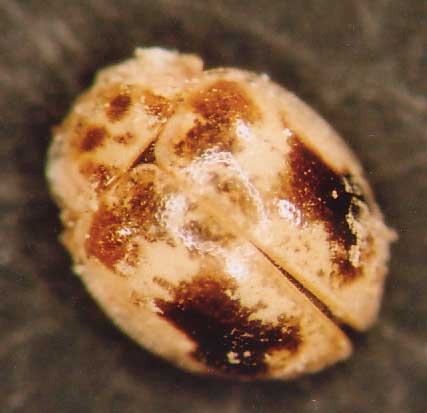 Photo of Coleoptera: Coccinellidae 
