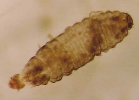 Photo of Coleoptera: Corylophidae 