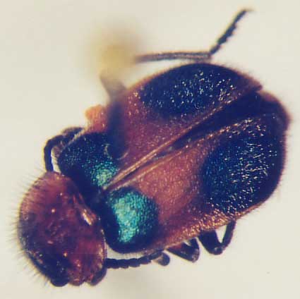 Photo of Coleoptera: Melyridae Collops quadrimaculatus