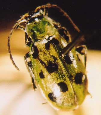 Photo of Coleoptera: Chrysomelidae Diabrotica undecimpunctata 