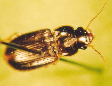 Photo of Coleoptera: Carabidae: Harpalus 