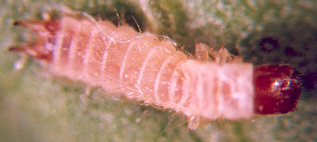 Photo of Coleoptera: Melyridae 