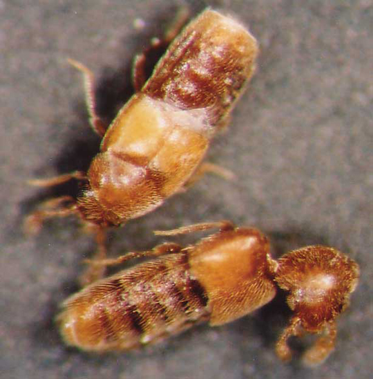 Photo of Coleoptera: Staphylinidae
