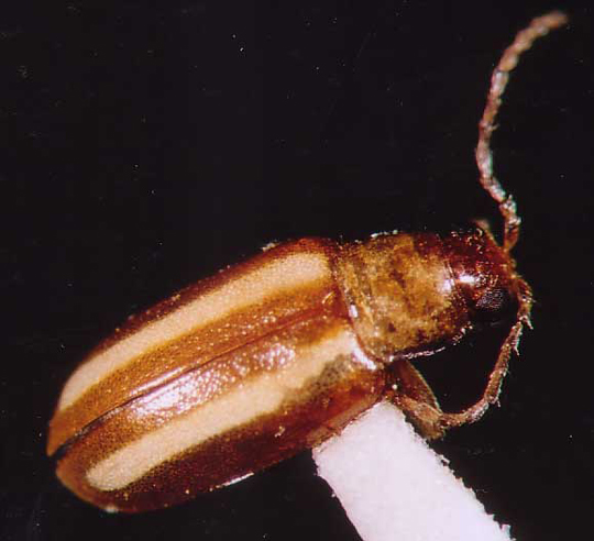 Photo of Coleoptera: Chrysomelidae Systena 