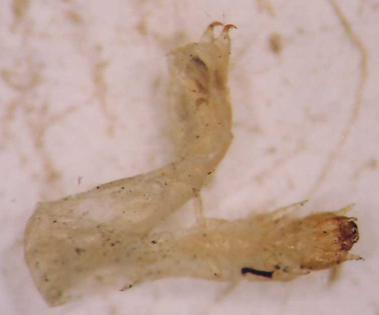 Photo of Coleoptera: Tenebrionidae larvae 