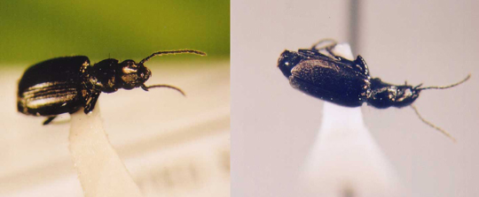 Photo of Coleoptera: Carabidae Syntomus americanus 