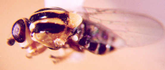 Photo of Diptera: Unkown 
