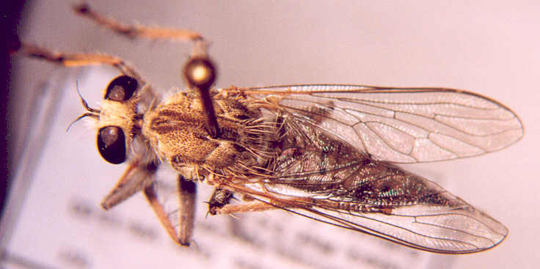 Photo of Diptera: Asilidae