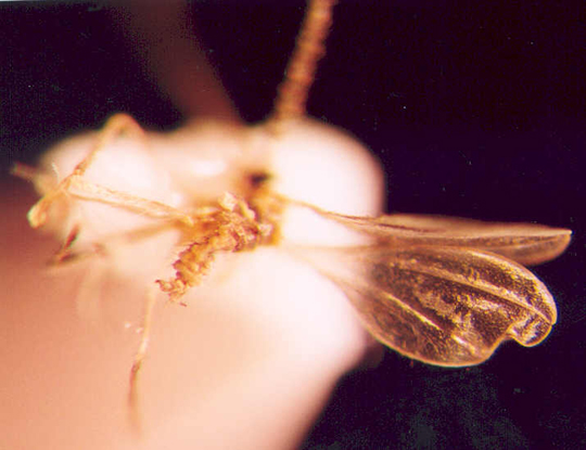Photo of Diptera: Cecidomyiidae 