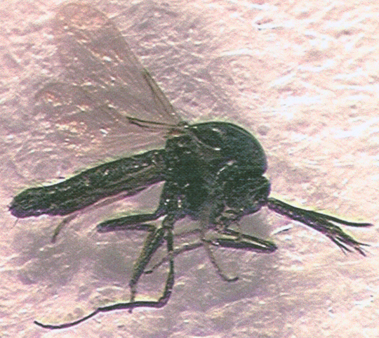 Photo of Diptera: Ceratopogonidae 