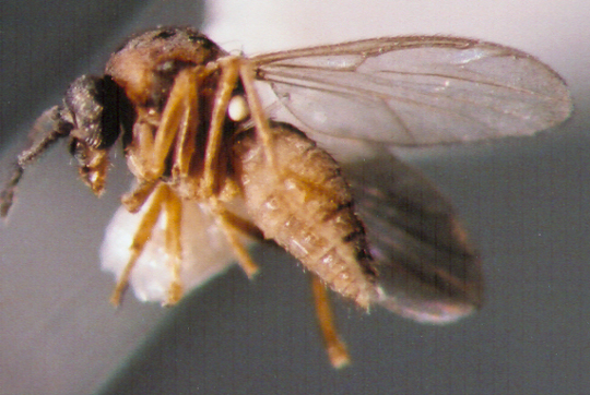 Photo of Diptera: Ceratopogonidae 