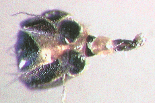 Photo of Diptera:Chloropidae: Oscinellinae ? 