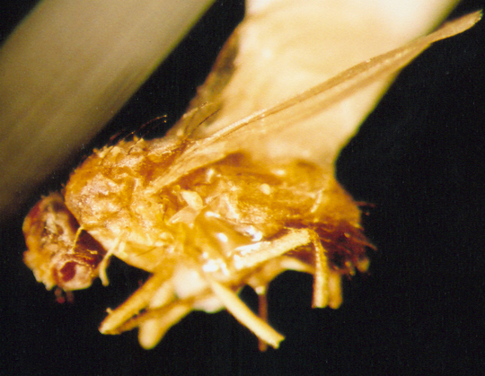 Photo of Diptera:Chloropidae 