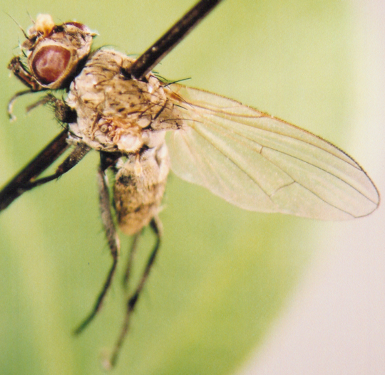 Photo of Diptera: Unknown 