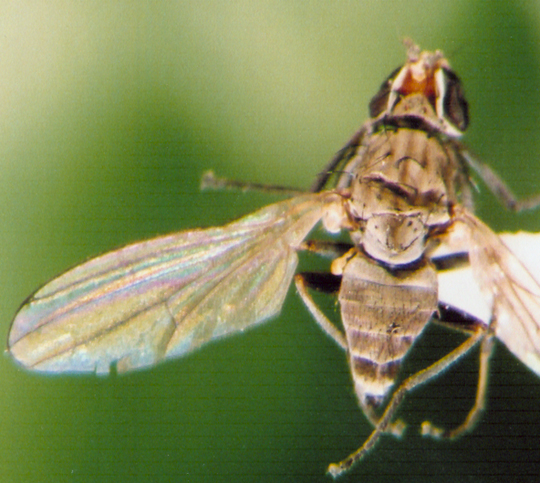 Photo of Diptera: Unknown 