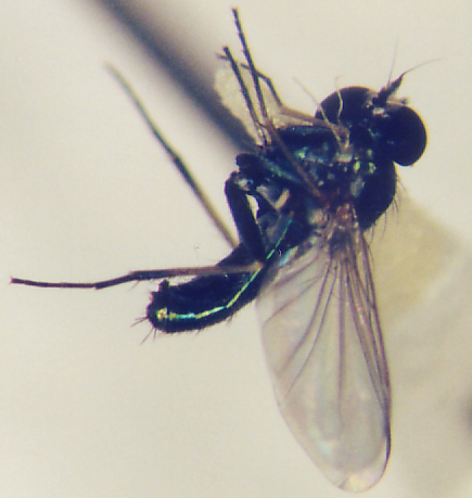 Photo of Diptera: Dolichopodidae 