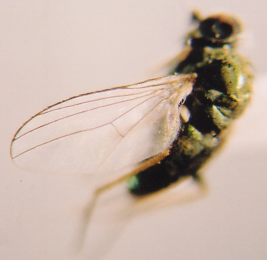 Photo of Diptera: Dolichopodidae 