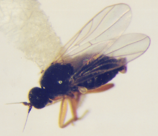 Photo of Diptera: Drapetis 