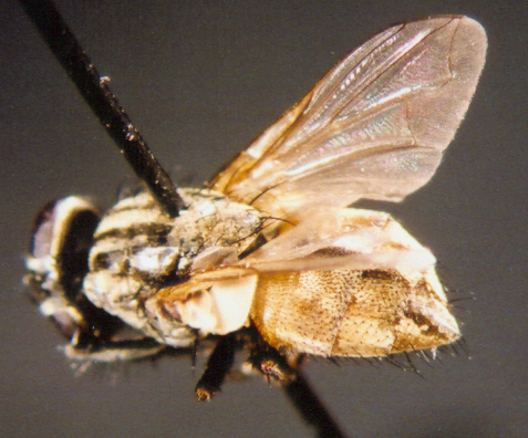 Photo of Diptera: Muscidae Musca sp.