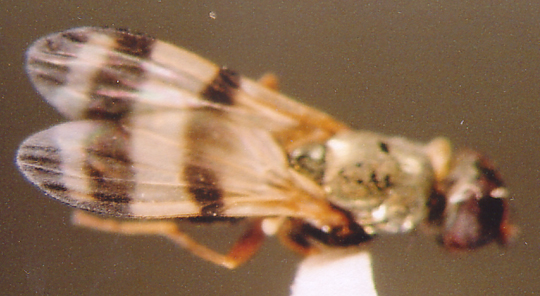 Photo of Diptera: Otitidae 