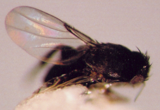 Photo of Diptera: Phoridae 