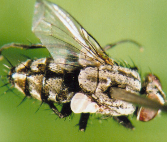 Photo of Diptera: Sarcophagidae 