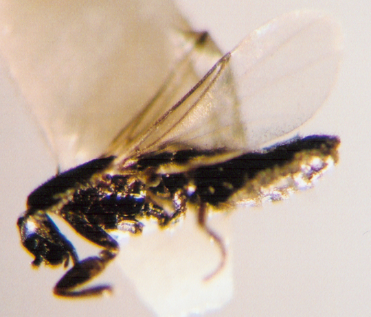 Photo of Diptera: Scatopsidae 