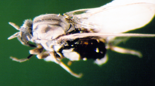 Photo of Diptera: Simulidae 