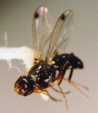 Photo of Diptera: Sepsidae 