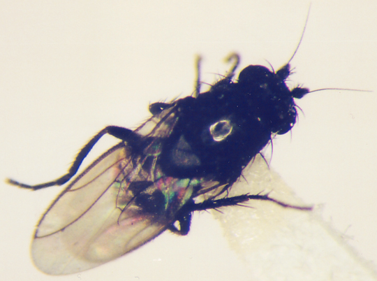 Photo of Diptera: Sphaerocidae 