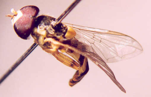 Photo of Diptera: Syrphidae