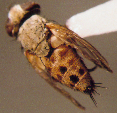 Photo of Diptera: Tachinidae 