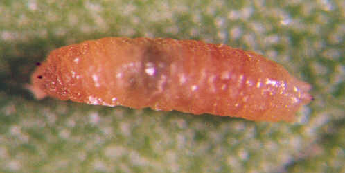 Photo of Diptera larvae 