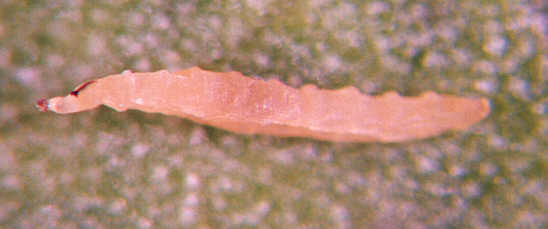 Photo of Diptera larvae 