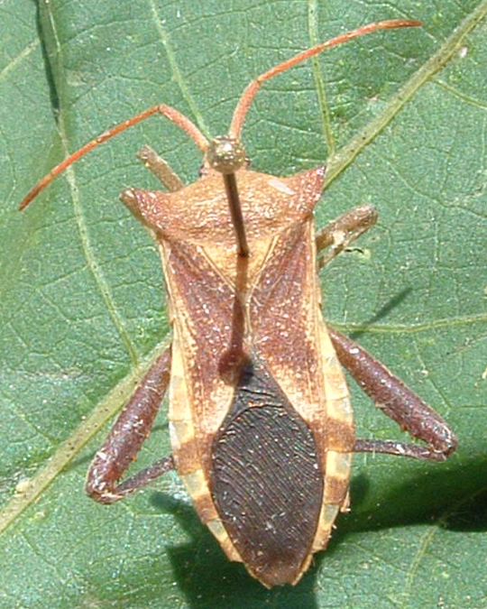 Photo of Hemiptera: Coreidae 