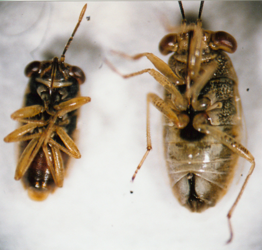 Photo of Hemiptera: Lygaeidae (Left:Geocoris pallens Right:Geocoris punctipes)