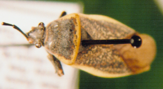 Photo of Hemiptera: Largidae 