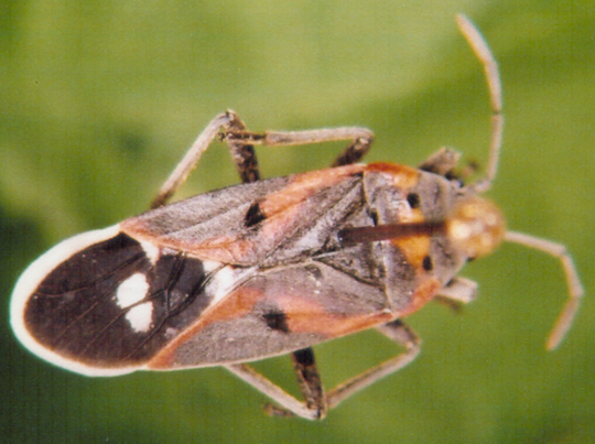 Photo of Hemiptera: Lygaeidae 