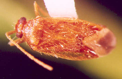 Photo of Hemiptera: Miridae 